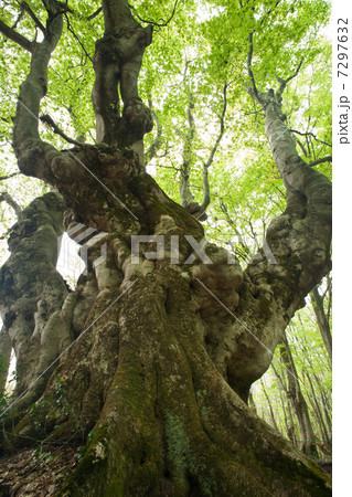 ブナの古木 あがりこ大王 ブナの古木 あがりこ大王 7297632