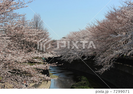 川沿いの桜 7299071