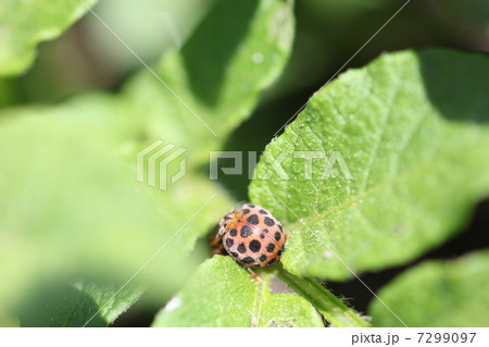 ジャガイモの葉の上にニジュウヤホシテントウ 7299097