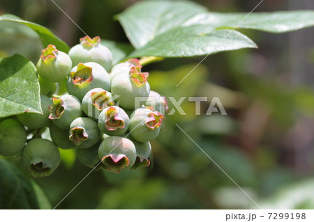 ブルーベリーの幼果 7299198