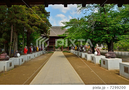 館林散歩・茂林寺 狸のいる参道と山門 館林散歩・茂林寺 狸のいる参道と山門 7299200