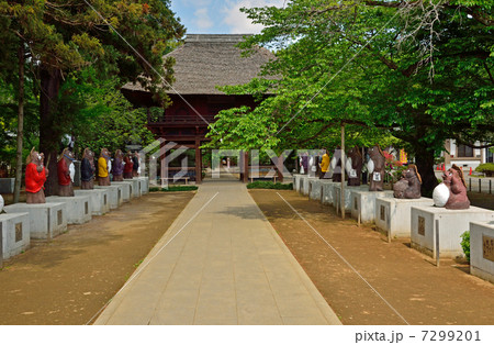 館林散歩・茂林寺　狸のいる参道と山門 7299201