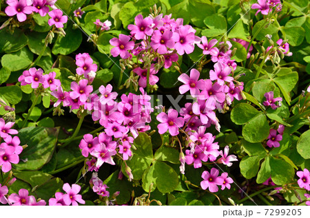 植物・イモカタバミ　カタバミ科 7299205