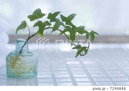 爽やかな朝　朝イメージ 7299888