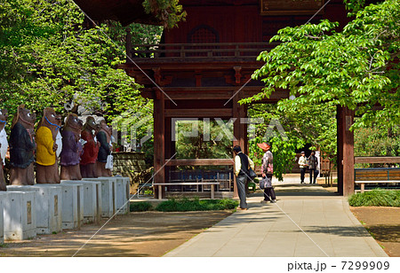 館林散歩・参道に並ぶ狸像 茂林寺 館林散歩・参道に並ぶ狸像 茂林寺 7299909