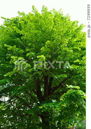 館林散歩・茂林寺・菩提樹　シナノキ科 7299939