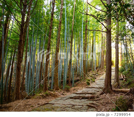 熊野古道 7299954