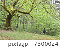 森と少年 7300024