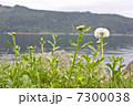 湖とタンポポ 7300038