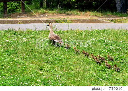 道路を横断するカルガモの親子 7300104