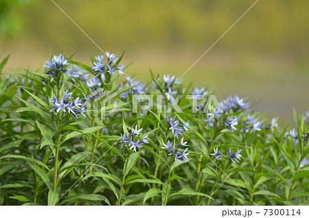 チョウジソウ チョウジソウ 7300114