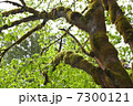 苔が覆う木 7300121
