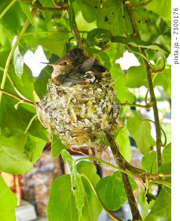 ハチドリの雛の写真素材