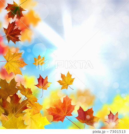 Red and yellow leaves Red and yellow leaves 7301513