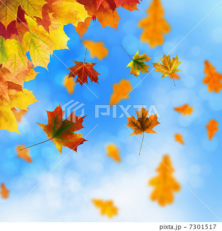 Red and yellow leaves Red and yellow leaves 7301517