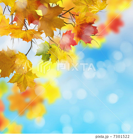 Red and yellow leaves 7301522