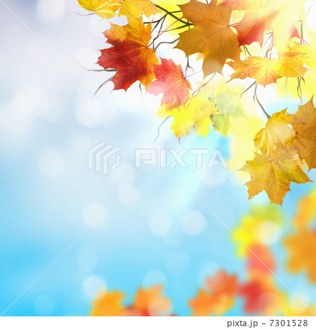 Red and yellow leaves Red and yellow leaves 7301528