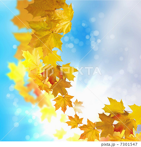 Red and yellow leaves Red and yellow leaves 7301547