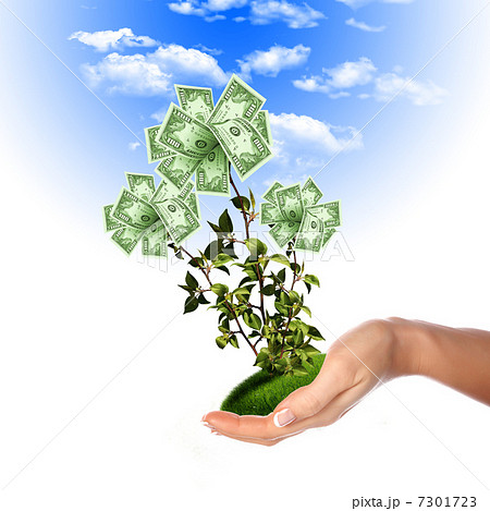 Bush of dollar bills Bush of dollar bills 7301723