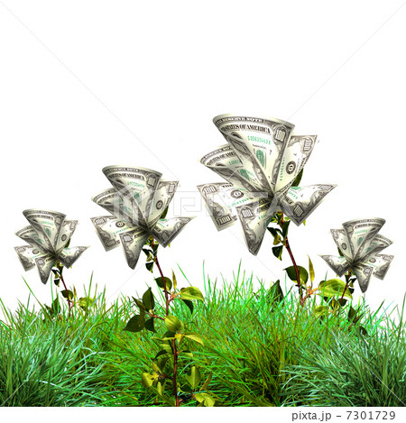 Bush of dollar bills 7301729