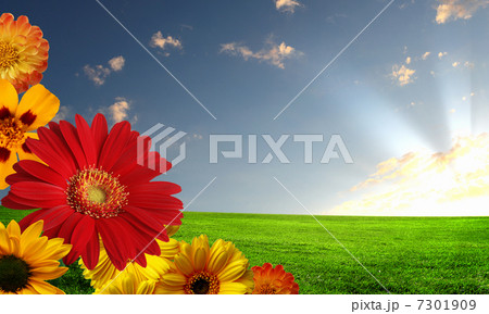 Beautiful flowers against the blue sky 7301909