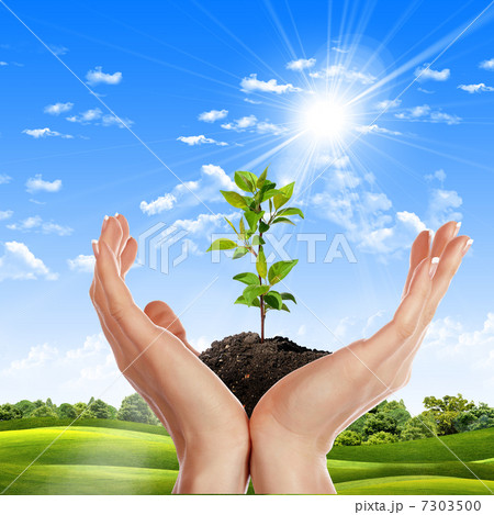 hands holding a plant 7303500