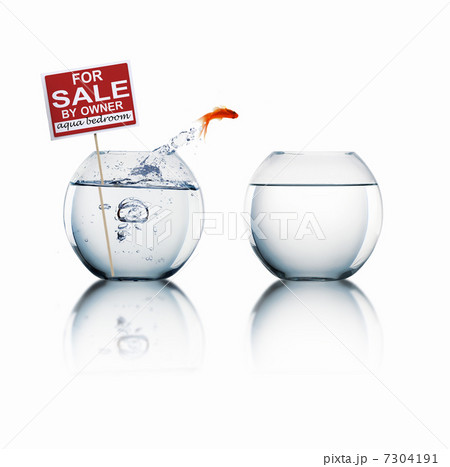 Fish in an aquarium Fish in an aquarium 7304191