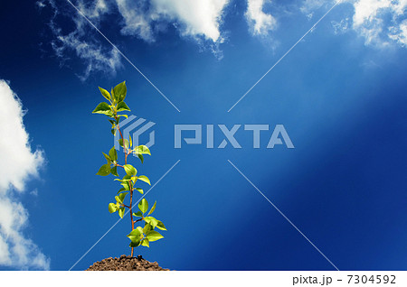 Collage Collage 7304592