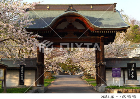 門前の桜 7304949