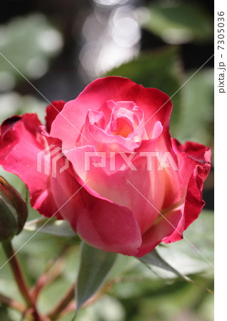 薔薇・ジュビレデュプリンスドゥモナコ 7305036