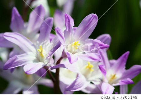 チオノドクサ 7305149