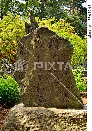 館林散歩・茂林寺　小林一茶句碑 7305295