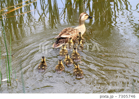 カルガモの赤ちゃんの背中 カルガモの赤ちゃんの背中 7305746