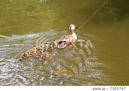 遊泳するカルガモの親子 7305747