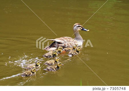 遊泳するカルガモの親子 7305748