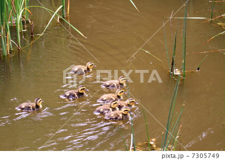 遊泳するカルガモの赤ちゃん 7305749