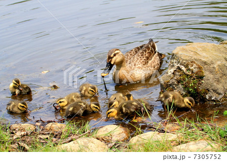 藻を食べるカルガモの親子 7305752