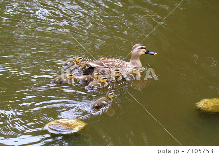 遊泳するカルガモの親子 7305753