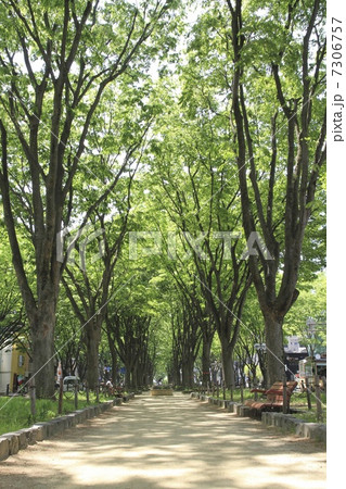 仙台定禅寺通 7306757