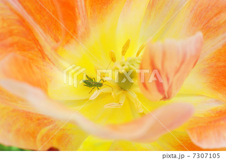 花の中のバッタ 7307105