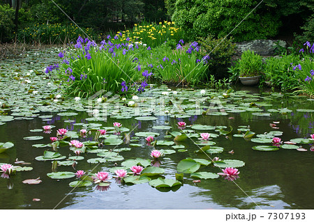 京都 勧修寺 睡蓮とカキツバタ 京都 勧修寺 睡蓮とカキツバタ 7307193
