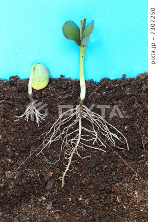 大豆の出芽 7307250