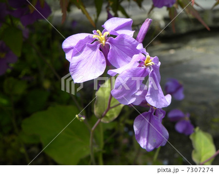 紫色の菜の花ショカッサイの写真素材