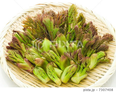 タラの芽 7307408