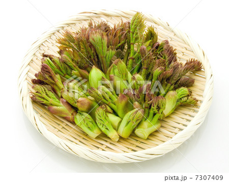 タラの芽 7307409