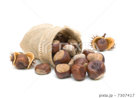 mature chestnuts on a white background. horizontal photo. mature chestnuts on a white background. horizontal photo. 7307417