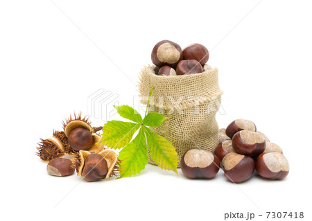 mature chestnuts and green leaf on a white background mature chestnuts and green leaf on a white background 7307418