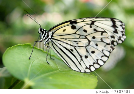 オオゴマダラ オオゴマダラ 7307485