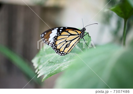 スジグロカバマダラ 7307486