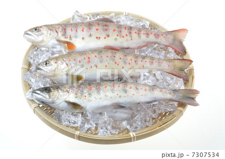 アマゴ アマゴ 7307534